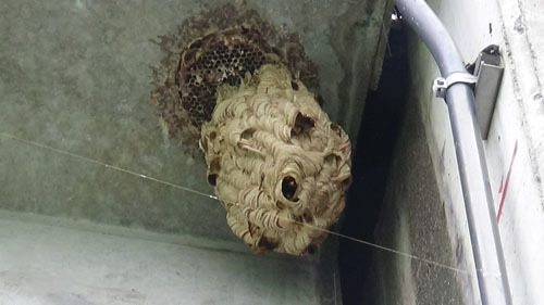 橋の下にスズメバチの巣（三春町）