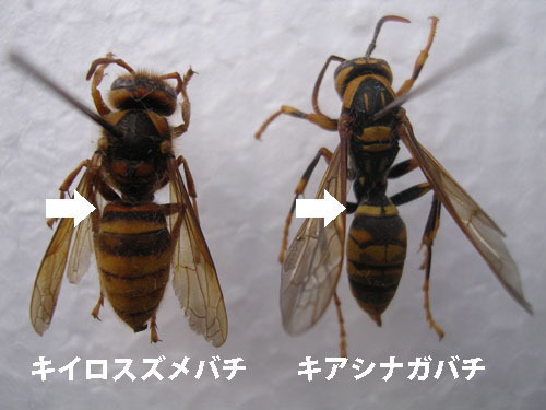 スズメバチとアシナガバチの見分け方 蜂駆除のルイワン スズメバチとアシナガバチの見分け方 蜂駆除のルイワン