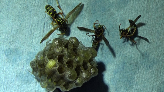 ハチ駆除-鏡石町で撤去した高所のアシナガバチの巣