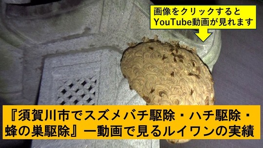 須賀川市でのハチ駆除の実績動画