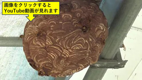 泉崎村で車庫の天井に作ったキイロスズメバチの巣