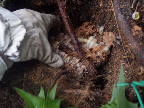 オオスズメバチの巣を駆除中（郡山市）
