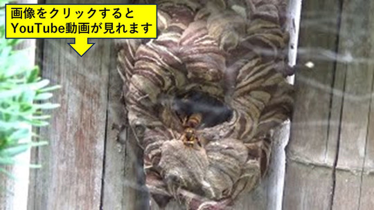 武兵に作ったキイロスズメバチの母巣