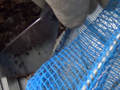 スズメバチの巣をネットで撤去(会津若松市）