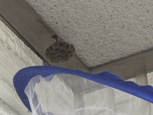 アシナガバチの巣を撤去中（郡山市）