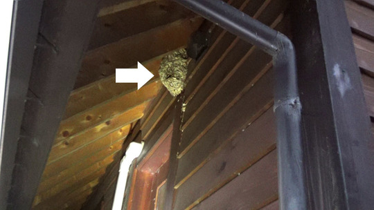 本宮市でスズメバチ駆除