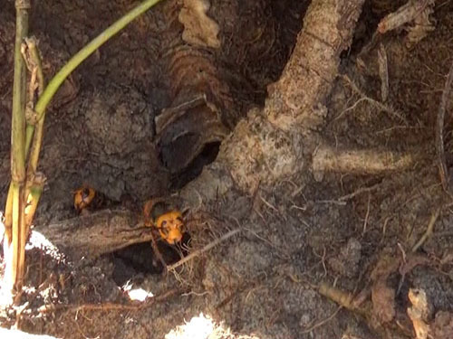 浅川町でスズメバチ駆除 オオスズメバチたちが切り株の周りを飛び回る恐怖