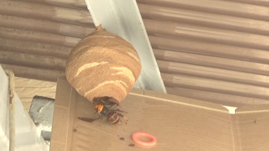コガタスズメバチの初期巣の駆除法（郡山市）