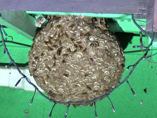 キイロスズメバチが軒下に作った巣の外で夜も警戒中