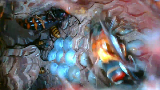 壁の中のモンスズメバチの巣