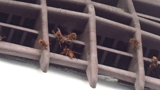 スズメバチ駆除-郡山市で屋根裏のスズメバチの巣駆除