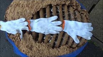 郡山市で駆除した巨大なスズメバチの巣