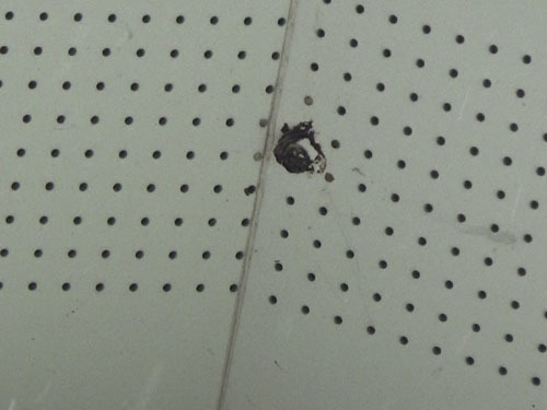 キイロスズメバチの巣の撤去跡（白河市）