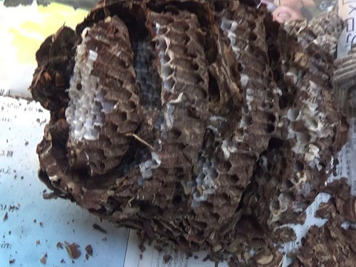 撤去したコガタスズメバチの巣（福島市）