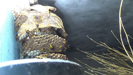 倉庫の中に作ったモンスズメバチの巣（郡山市）