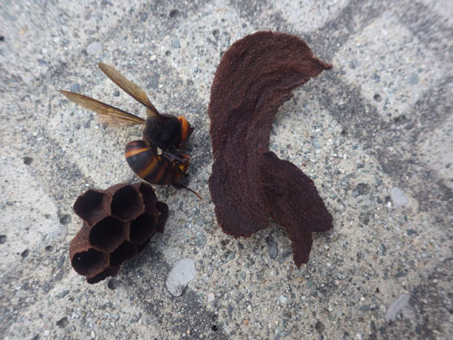 駆除したコガタスズメバチの全体像（l郡山市）