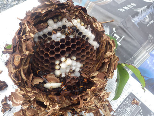 撤去したスズメバチの巣（郡山市）