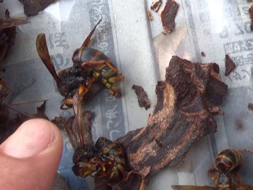 駆除したキイロスズメバチの巣の女王蜂（玉川村）