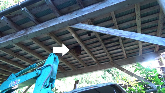 車庫の天井に作ったスズメバチの巣駆除の現場