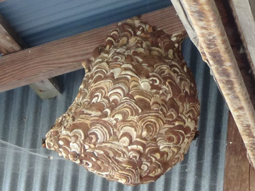 コガタスズメバチの最大の大きさ