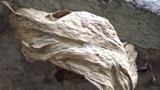 チャイロスズメバチの巣