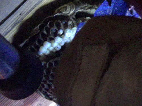 キイロスズメバチの巣を撤去（西郷村）