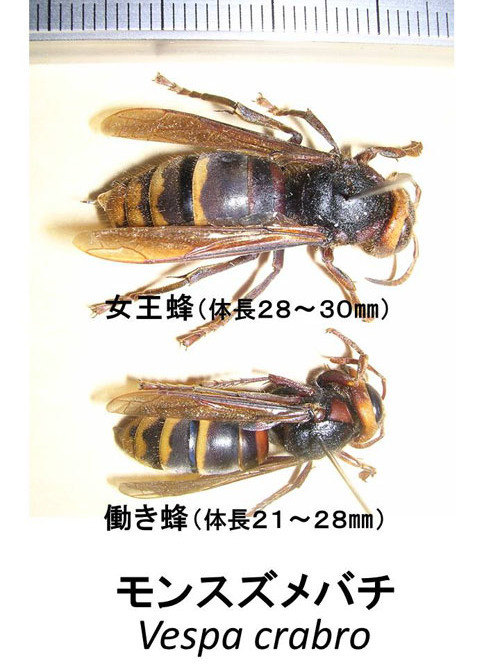 スズメバチの種類の見分け方 スズメバチ駆除のルイワン スズメバチの種類の見分け方 スズメバチ駆除のルイワン