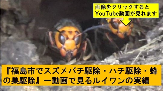 福島市でのハチ駆除の実績動画