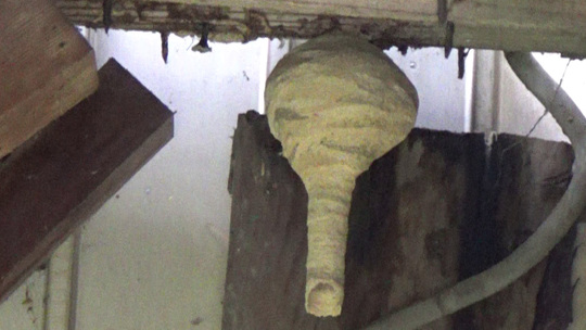 スズメバチ駆除-本宮市で逆トックリ型の蜂の巣駆除の概要