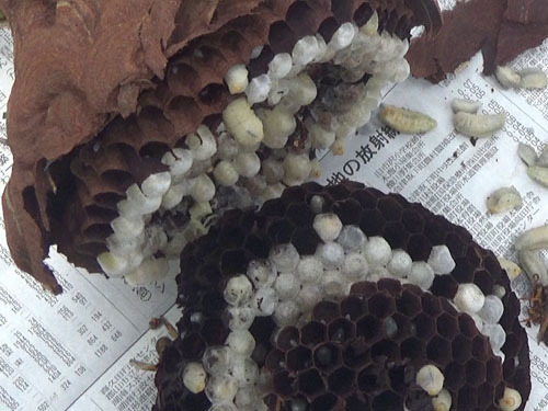 駆除したキイロスズメバチの巣（天栄村）