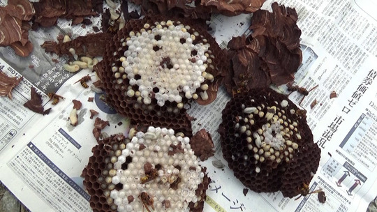 駆除したキイロスズメバチの巣（本宮市）