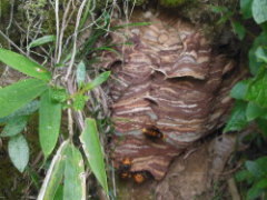 オオスズメバチが巣をよく作る場所 ハチ駆除のルイワン