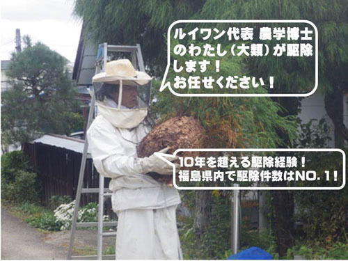 矢吹町で農学博士 大類がスズメバチ 蜂の巣駆除 ルイワン動画