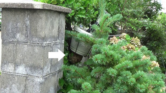 玄関近くのスズメバチの巣駆除の現場