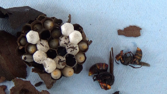 スズメバチ駆除-郡山市で駆除・撤去したハチの巣