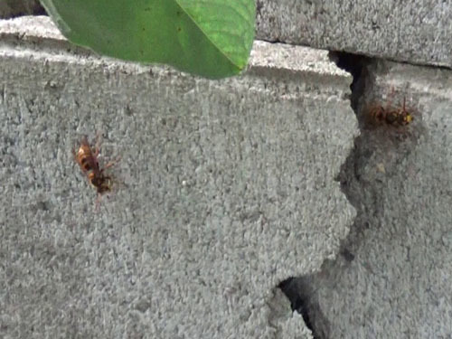 スズメバチが出入りするブロック塀の割れ目（郡山市）