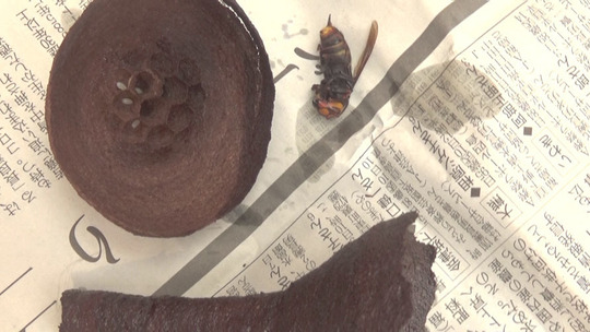 コガタスズメバチの逆トックリ型の巣を解体