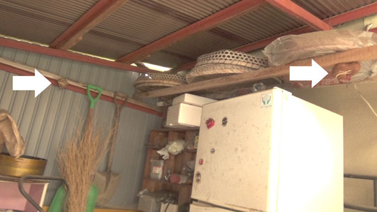 物置の中に２個のスズメバチの巣