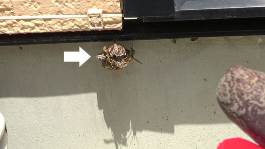 アシナガバチ駆除の現場（福島市）