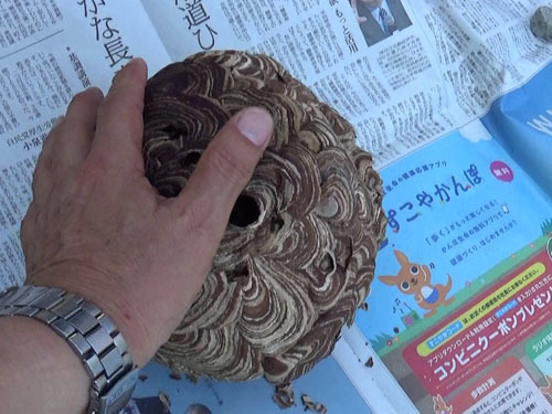 撤去したキイロスズメバチの巣（本宮市）
