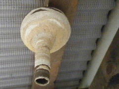 コガタスズメバチの初期巣