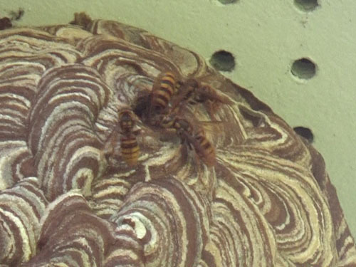 軒下のキイロスズメバチの巣（本宮市）