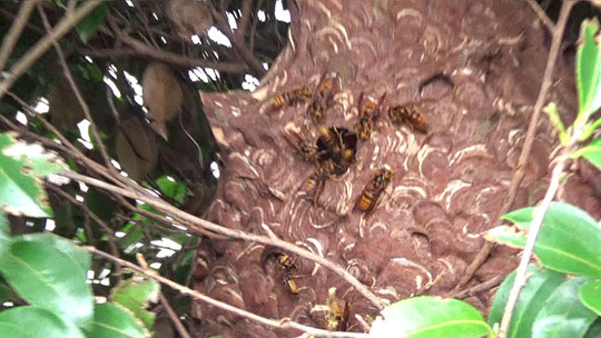 生垣に作ったキイロスズメバチの巣