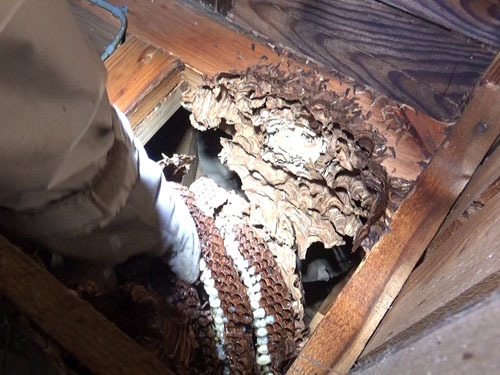 スズメバチの巣を手を伸ばして少しづつ撤去（郡山市）