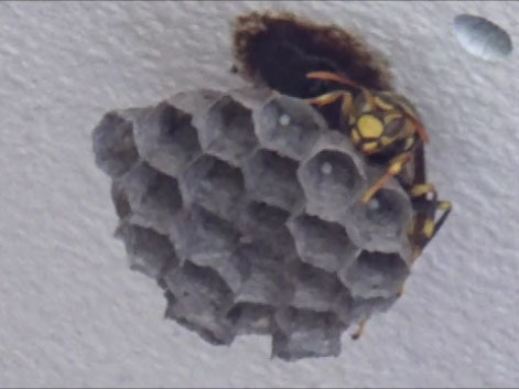 いわき市でハチ駆除- アシナガバチの巣の駆除方法を駆除事例で紹介！