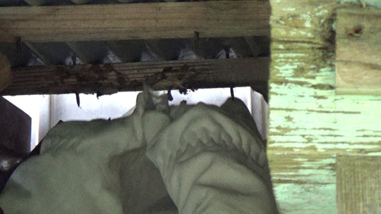 スズメバチ駆除-本宮市で逆トックリ型の駆除法