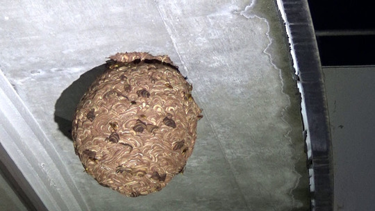 中学校の校舎に作ったキイイロスズメバチの巣