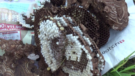 駆除したキイロスズメバチの巣（福島市）