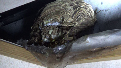 本宮市で屋根裏に作ったスズメバチの巣