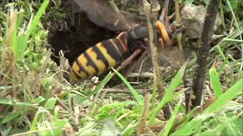 福島県天栄村で芝生の土中に作ったスズメバチの巣